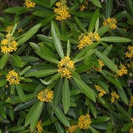 Tristaniopsis laurina